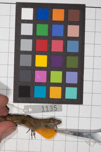 Media type: image;   Herpetology R-190626
